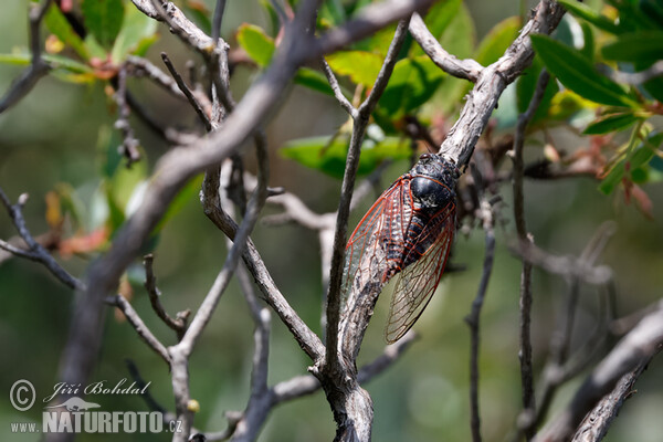 Zikade (Cicadetta sp.)