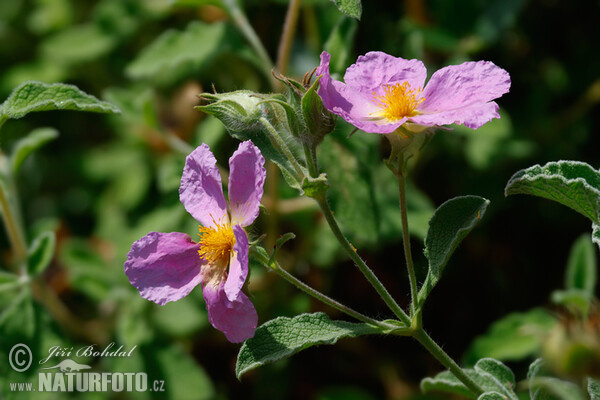 Zistrose (Cistus incanus)