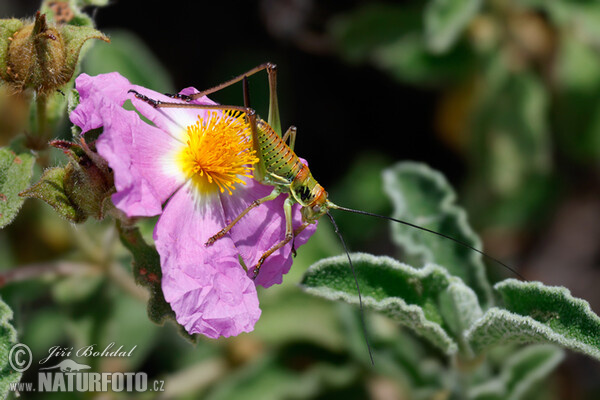 Zistrose (Cistus incanus)