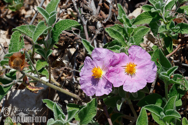 Zistrose (Cistus incanus)