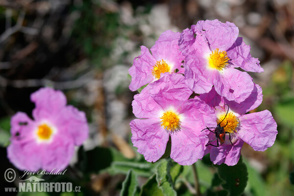 Zistrose (Cistus incanus)