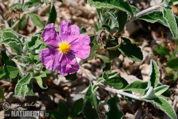 Zistrose (Cistus incanus)