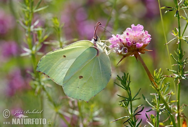 Zitronenfalter (Gonepteryx rhamni)