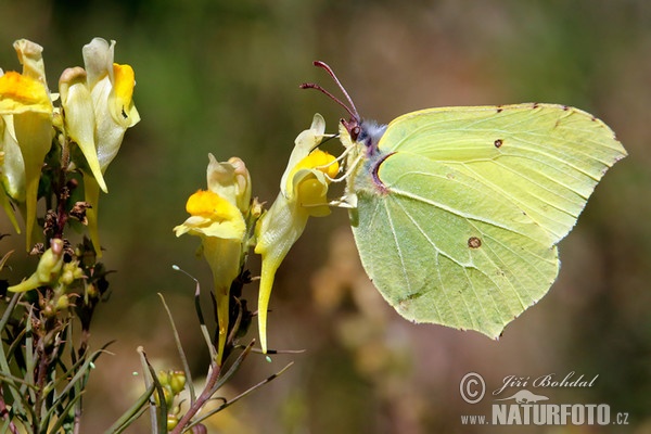 Zitronenfalter (Gonepteryx rhamni)