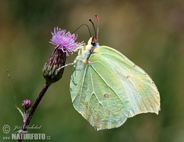 Zitronenfalter (Gonepteryx rhamni)