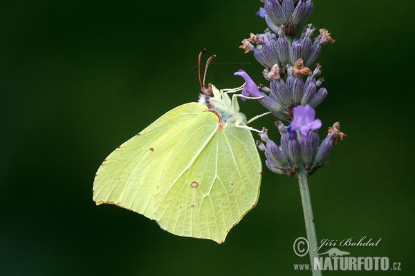 Zitronenfalter (Gonepteryx rhamni)