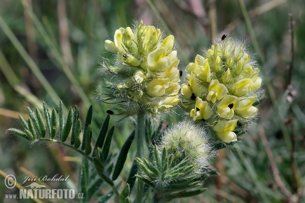 Zottige Fahnenwicke (Oxytropis pilosa)