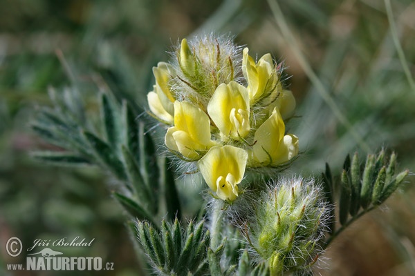 Zottige Fahnenwicke (Oxytropis pilosa)