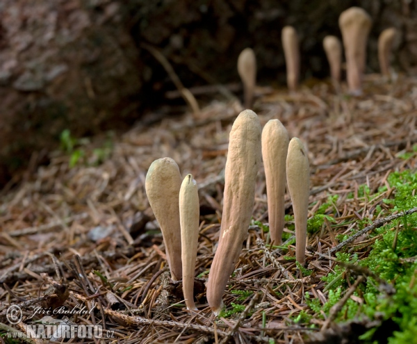 Zungenkeule (Clavariadelphus ligula)