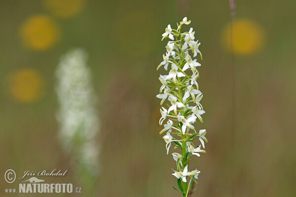 Zweiblättrige Waldhyazinthe (Platanthera bifolia)