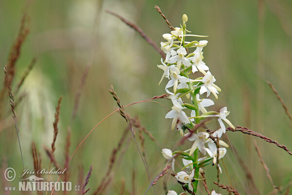 Zweiblättrige Waldhyazinthe (Platanthera bifolia)