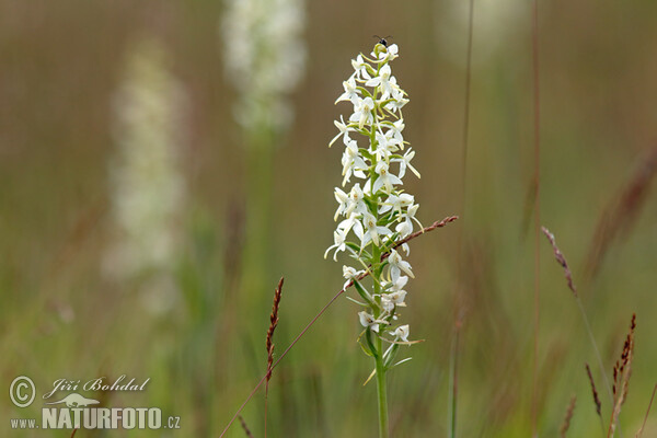 Zweiblättrige Waldhyazinthe (Platanthera bifolia)