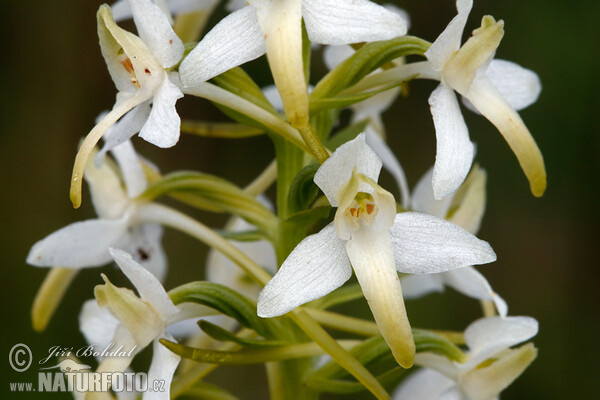 Zweiblättrige Waldhyazinthe (Platanthera bifolia)