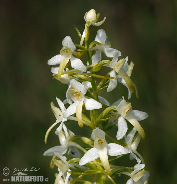 Zweiblättrige Waldhyazinthe (Platanthera bifolia)