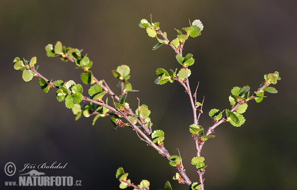 Zwerg-Birke (Betula nana)