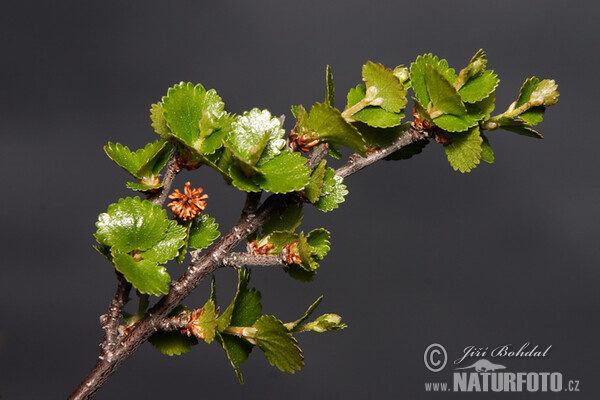 Zwerg-Birke (Betula nana)