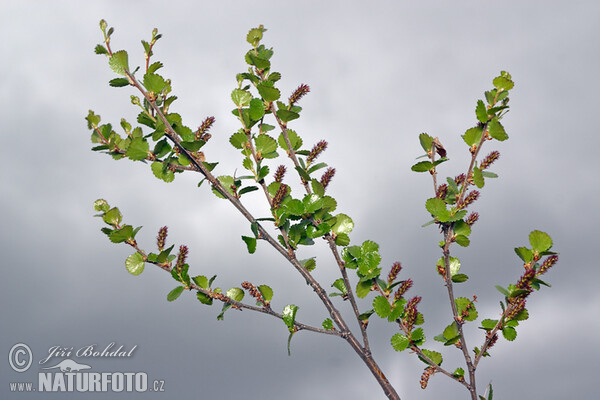 Zwerg-Birke (Betula nana)