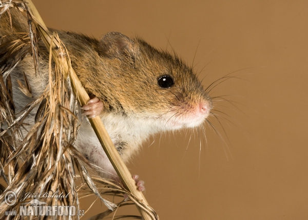 Zwergmaus (Micromys minutus)