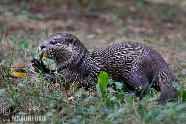 Zwergotter (Aonyx cinerea)