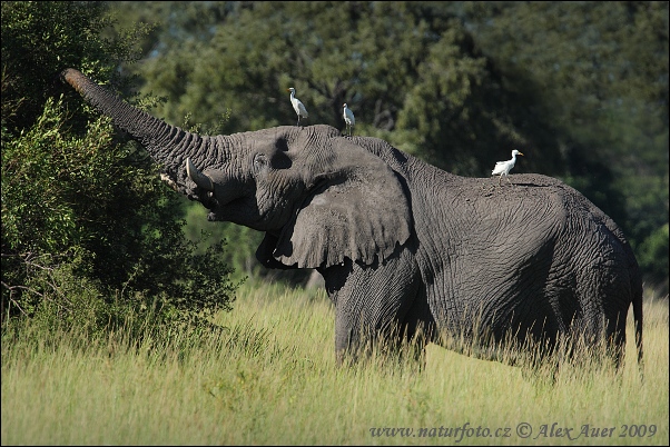 [Bild: afrikanischer-elefant-xxx2z8h9168mw.jpg]