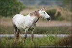 Camargue-Pferde