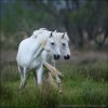 Camargue-Pferde