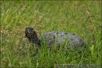 Europaische Sumpfschildkrote