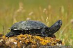 Europaische Sumpfschildkrote