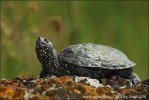 Europaische Sumpfschildkrote