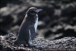 Galapagospinguin