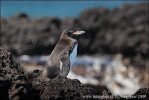 Galapagospinguin