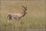 Grant Gazelle