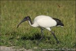 Heiliger Ibis