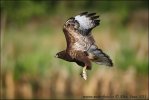 Mäusebussard