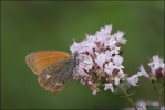 Rostbraunes Wiesenvoegelchen