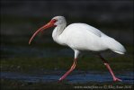 Schneesichler, Weißibis