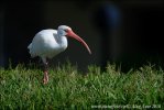 Schneesichler, Weißibis