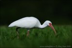 Schneesichler, Weißibis