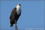 Schreiseeadler