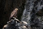 Seeadler