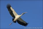 Storch