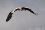 Storch