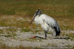 Storch