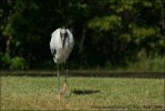 Storch