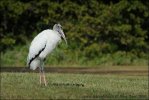 Storch