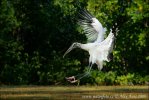 Storch