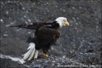 Weißkopfseeadler