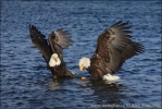 Weißkopfseeadler