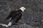 Weißkopfseeadler