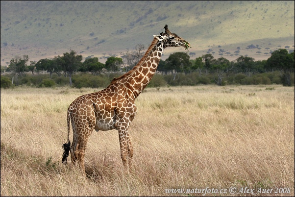 Giraffe (Giraffa camelopardalis tippelskirchi)